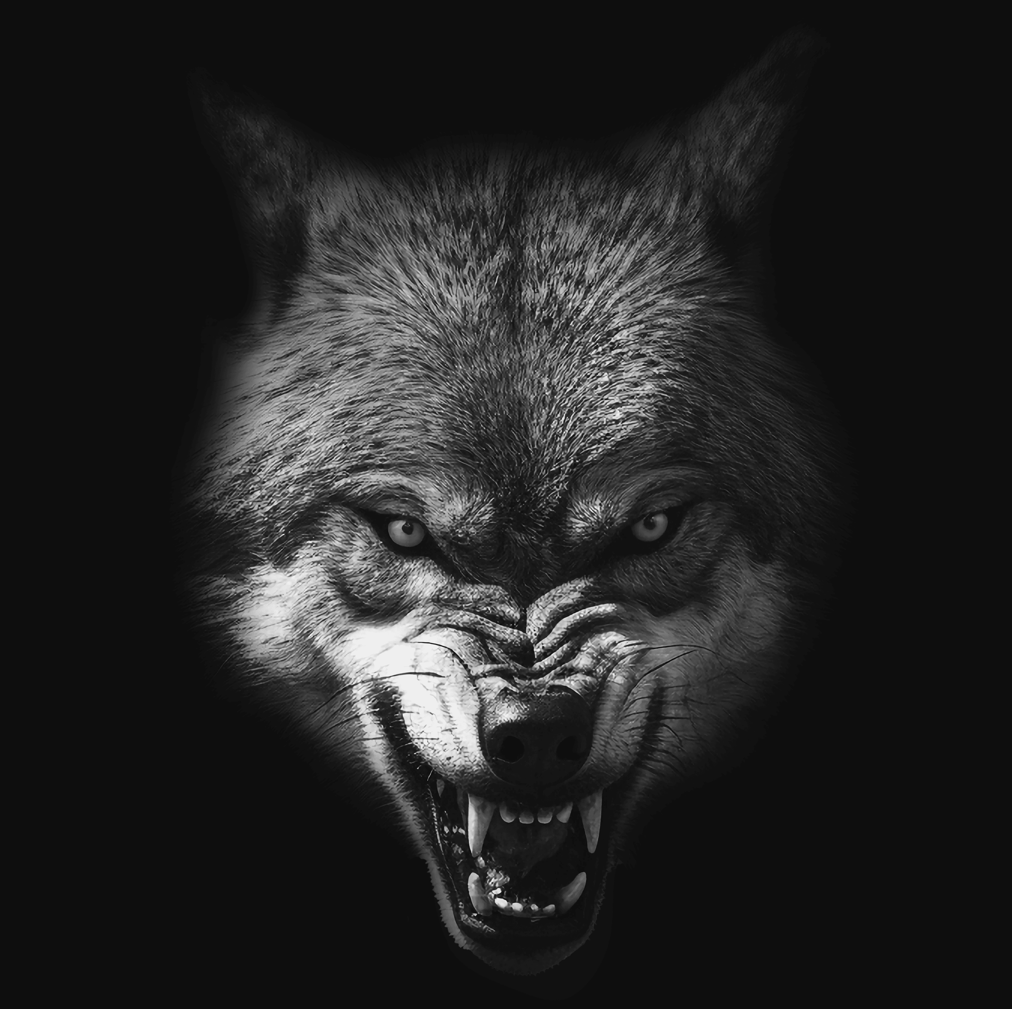 Wolf